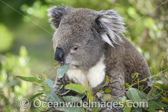 Australian Koala photo