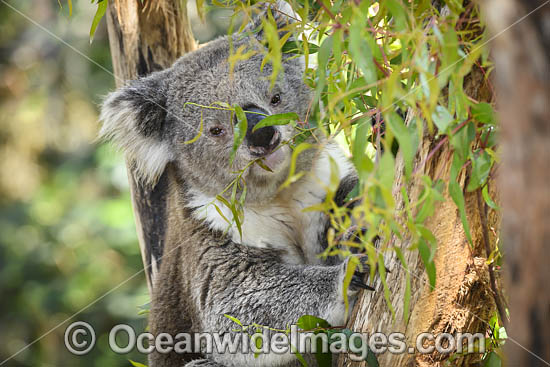 Koala (Phascolarctos cinereus), resting in a tree. Victoria, Australia. Photo - Gary Bell