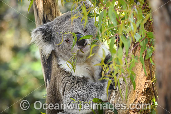 Australian Koala photo