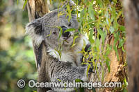 Australian Koala Photo - Gary Bell