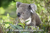 Australian Koala eating Photo - Gary Bell