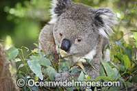 Australian Koala eating Photo - Gary Bell