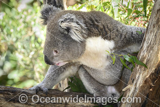 Koala (Phascolarctos cinereus), resting in a tree. Victoria, Australia. Photo - Gary Bell Koala (Phascolarctos cinereus), resting in a tree. Victoria, Australia. Photo - Gary Bell