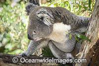 Australian Koala eating Photo - Gary Bell