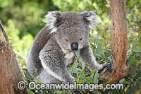 Australian Koala eating Photo - Gary Bell