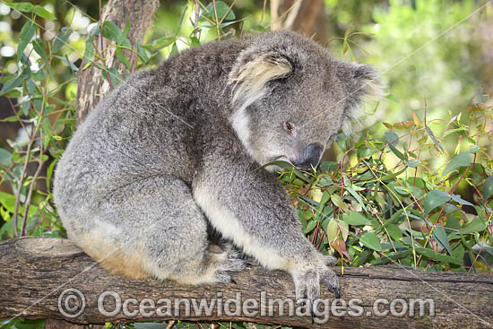Australian Koala eating photo Australian Koala eating photo