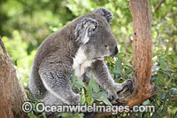 Australian Koala eating Photo - Gary Bell