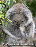 Australian Koala Photo - Gary Bell