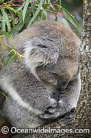 Australian Koala Photo - Gary Bell