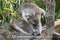 Australian Koala Photo - Gary Bell