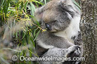 Australian Koala resting in tree Photo - Gary Bell