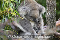 Australian Koala resting in tree Photo - Gary Bell