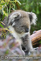 Australian Koala resting in tree Photo - Gary Bell