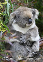 Australian Koala resting in tree Photo - Gary Bell