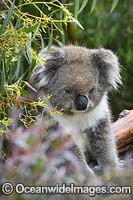 Australian Koala resting in tree Photo - Gary Bell