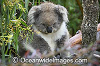 Australian Koala resting in tree Photo - Gary Bell