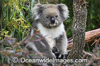 Australian Koala resting in tree Photo - Gary Bell