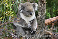 Australian Koala resting in tree Photo - Gary Bell