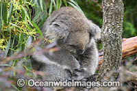 Australian Koala resting in tree Photo - Gary Bell