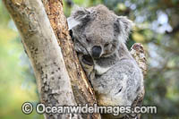 Australian Koala resting in tree Photo - Gary Bell