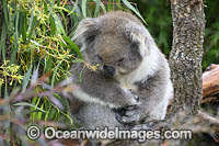 Australian Koala resting in tree Photo - Gary Bell