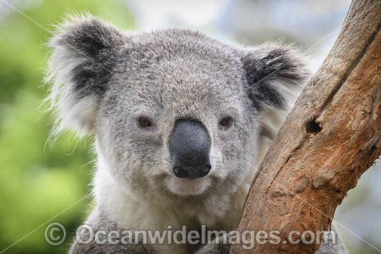 Australian Koala resting in tree photo