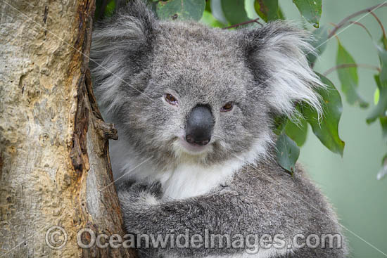Australian Koala resting in tree photo