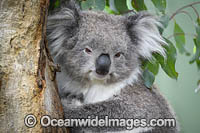 Australian Koala resting in tree Photo - Gary Bell