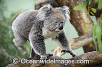 Australian Koala Photo - Gary Bell