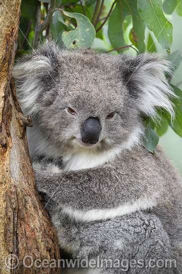 Australian Koala resting photo
