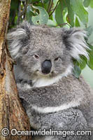 Australian Koala resting Photo - Gary Bell