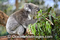 Australian Koala eating Photo - Gary Bell