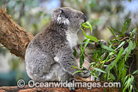 Australian Koala eating Photo - Gary Bell