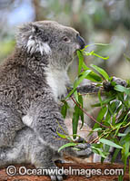 Australian Koala eating Photo - Gary Bell