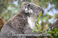 Australian Koala eating Photo - Gary Bell