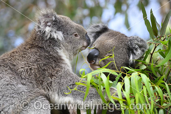 Australian Koala eating photo
