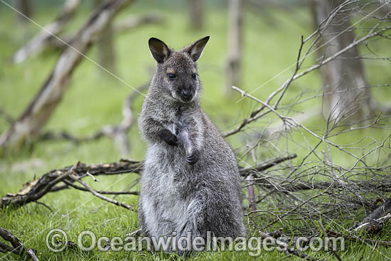 Red-necked Wallaby joey feeding photo