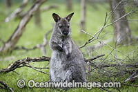 Red-necked Wallaby joey feeding Photo - Gary Bell