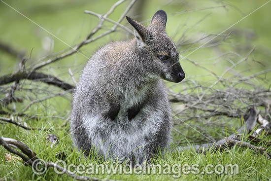 Red-necked Wallaby (Notamacropus rufogriseus), joey. Common in the more temperate and fertile parts of eastern Australia, including Tasmania. Photo - Gary Bell