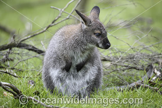 Red-necked Wallaby (Notamacropus rufogriseus), joey. Common in the more temperate and fertile parts of eastern Australia, including Tasmania. Photo - Gary Bell Red-necked Wallaby (Notamacropus rufogriseus), joey. Common in the more temperate and fertile parts of eastern Australia, including Tasmania. Photo - Gary Bell