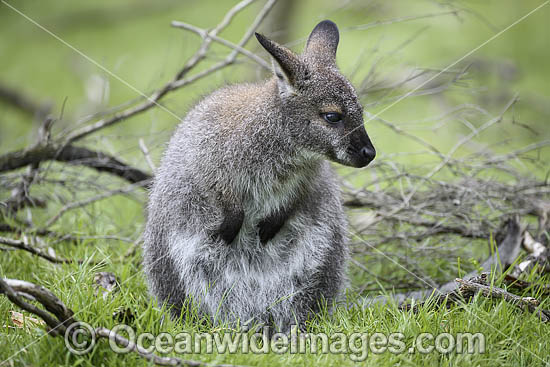 Red-necked Wallaby joey feeding photo