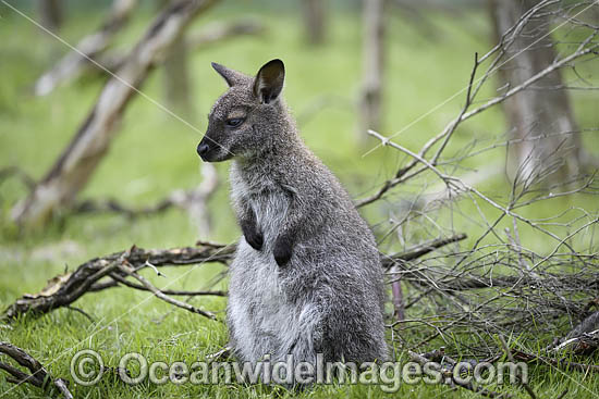 Red-necked Wallaby joey feeding photo