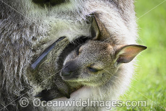 Red-necked Wallaby (Notamacropus rufogriseus), with joey. Common in the more temperate and fertile parts of eastern Australia, including Tasmania. Photo - Gary Bell Red-necked Wallaby (Notamacropus rufogriseus), with joey. Common in the more temperate and fertile parts of eastern Australia, including Tasmania. Photo - Gary Bell