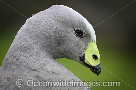 Cape Barren Goose photo