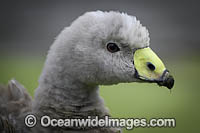 Cape Barren Goose Photo - Gary Bell