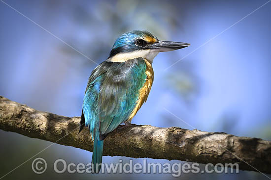 Sacred Kingfisher photo