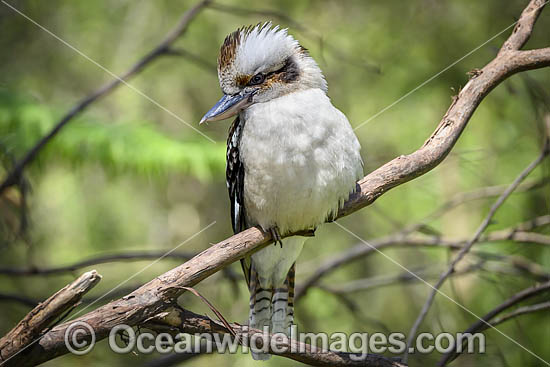 Laughing Kookaburra photo