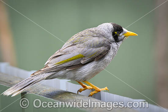 Noisy Miner (Manorina melanotis). Found throughout south-eastern Australia in open forests and woodlands. Photo - Gary Bell