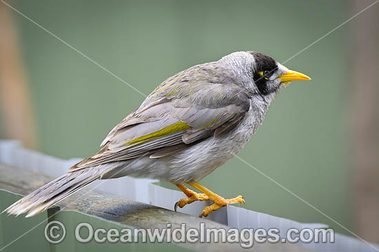 Noisy Miner (Manorina melanotis). Found throughout south-eastern Australia in open forests and woodlands. Photo - Gary Bell Noisy Miner (Manorina melanotis). Found throughout south-eastern Australia in open forests and woodlands. Photo - Gary Bell