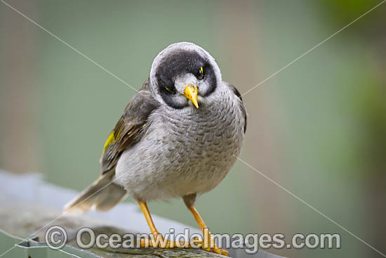 Noisy Miner Coffs Harbour photo